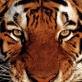 TigeR^