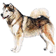 whitewolf MIRA
